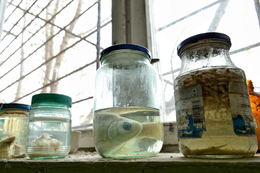 Laboratorium na eksperymentalnej fermie norek. Fot. Andrzej Bryśkiewicz