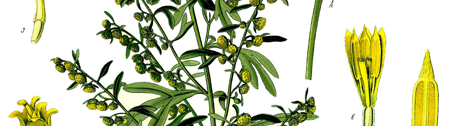 Bylica piołun / Rys. Franz Eugen Köhler, Köhler's Medizinal-Pflanzen - List of Koehler Images, Domena publiczna, Link