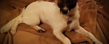 Desna. Fot. Clean Futures Found