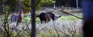 Fot. Piotr Piekarski