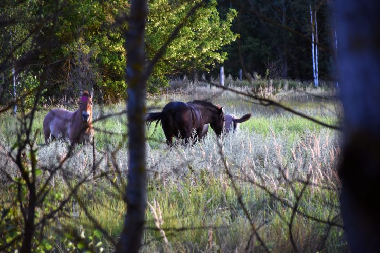 Fot. Piotr Piekarski