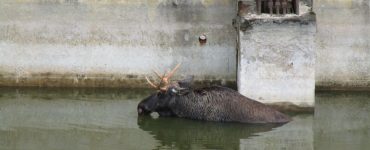 Fot. Чорнобильський Радіаційно-екологічний Біосферний Заповідник