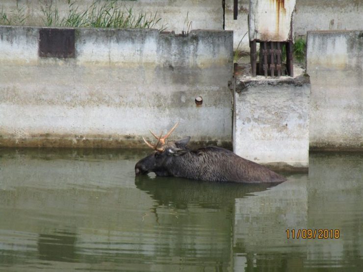 Fot. Чорнобильський Радіаційно-екологічний Біосферний Заповідник