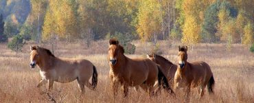 Fot. Stanislav Gumenyuk / dazv.gov.ua