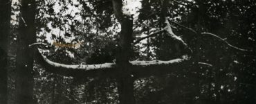 Archiwalne zdjęcia cmentarnej sosny w Podleśnym Chutorze. Fot. pripyat.com