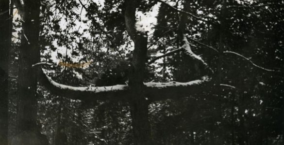 Archiwalne zdjęcia cmentarnej sosny w Podleśnym Chutorze. Fot. pripyat.com