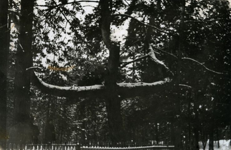 Archiwalne zdjęcia cmentarnej sosny w Podleśnym Chutorze. Fot. pripyat.com