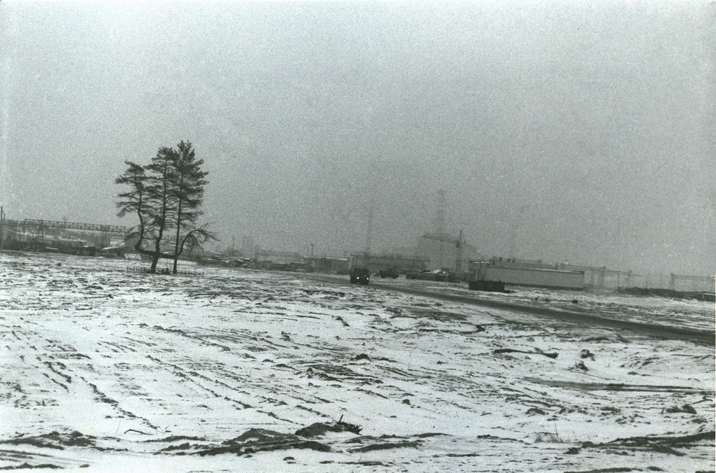 Zdjęcia sosny po wycięciu ‘zrudziałego lasu’ - zima 1986/1987. Fot. Richard Wilson