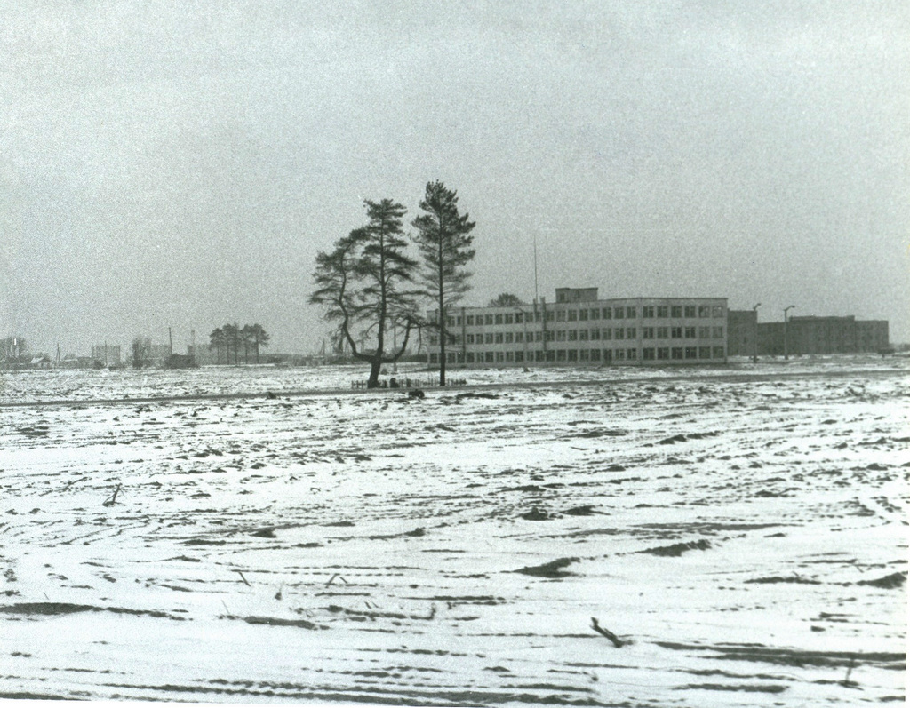Zdjęcia sosny po wycięciu ‘zrudziałego lasu’ - zima 1986/1987. Fot. Richard Wilson