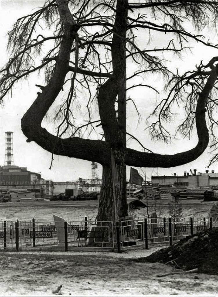Zdjęcia sosny po wycięciu ‘zrudziałego lasu’ - Fot. pripyat.com, internet