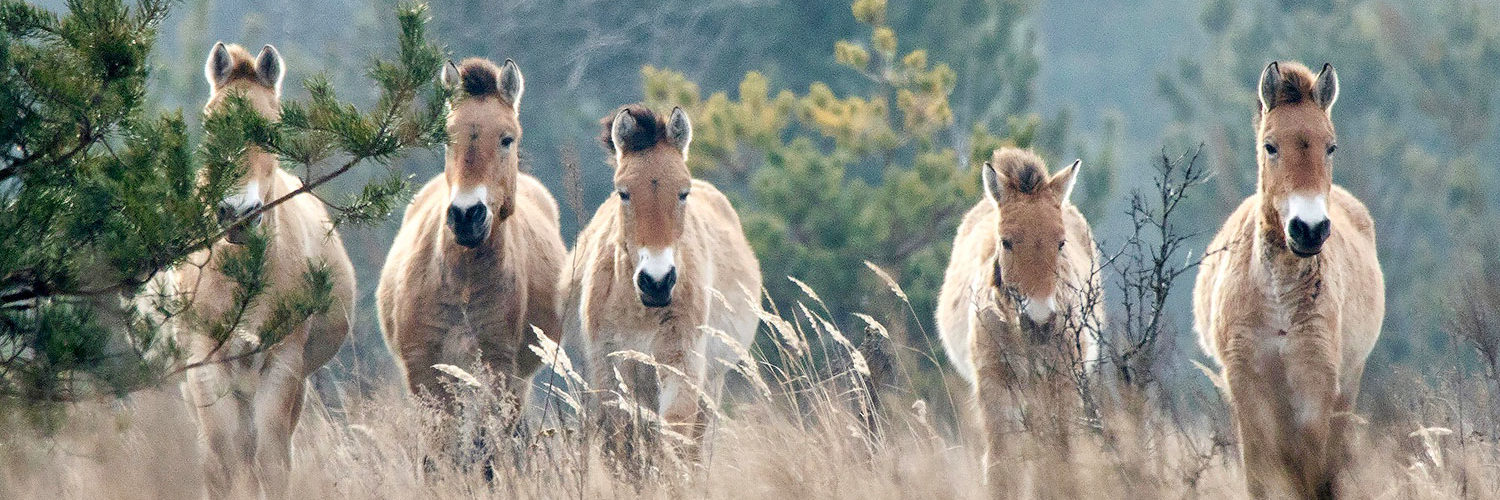 Fot. Jacek Domaradzki