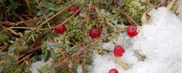 Fot. Serhij Żyła / Czarnobylski Radiacyjno-Ekologiczny Rezerwat Biosfery