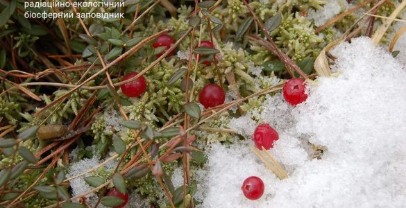 Fot. Serhij Żyła / Czarnobylski Radiacyjno-Ekologiczny Rezerwat Biosfery