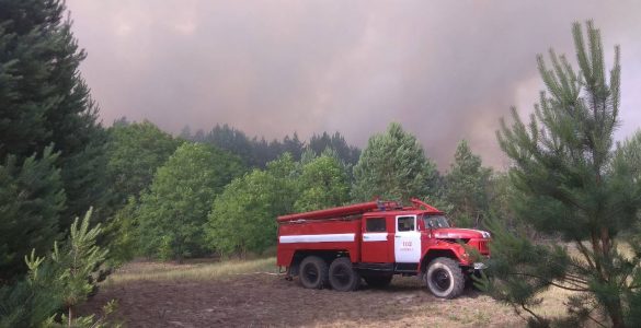 Fot. Чорнобильський Радіаційно-екологічний Біосферний Заповідник / domena publiczna