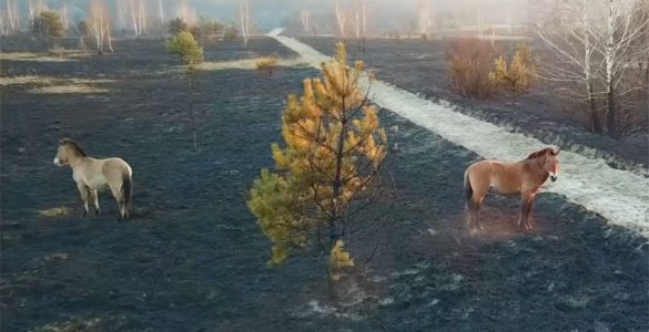 Fot. Jarosław Jemelianenko / Chernobyl Tour