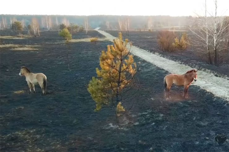 Fot. Jarosław Jemelianenko / Chernobyl Tour