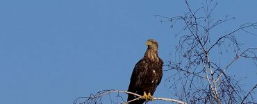 Fot. Чорнобильський Радіаційно-екологічний Біосферний Заповідник / facebook.com/zapovidnyk2018