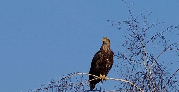 Fot. Чорнобильський Радіаційно-екологічний Біосферний Заповідник / facebook.com/zapovidnyk2018