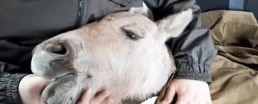 Fot. Чорнобильський Радіаційно-екологічний Біосферний Заповідник