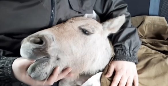 Fot. Чорнобильський Радіаційно-екологічний Біосферний Заповідник
