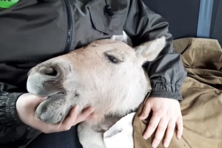 Fot. Чорнобильський Радіаційно-екологічний Біосферний Заповідник