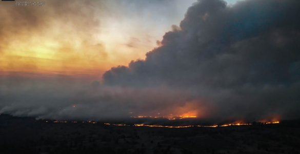 Fot. Aleksander Sirtoa - facebook.com/dazv.gov.ua / CC BY 4.0