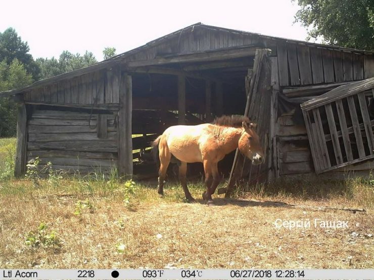 Fot. Siergiej Gaszczak / facebook.com/gaschak